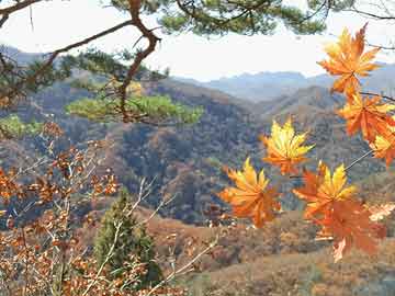 官方指南 - B体育解读历届世界杯夺冠热门之路,历届世界杯冠军百科